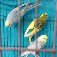 معاوضه مرغ عشق رینبو با عروس هلندی