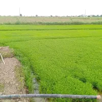 بذر شالی