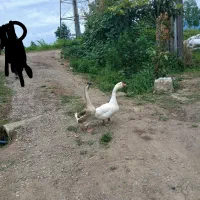 غو غاز سفید نر و ماده