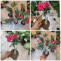 گل آپارتمانی آدنیوم سانسوریا پتوس بنسای زاموفیلیا
