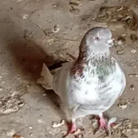 کفتر گم شده