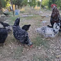 مرغ و خروس گلین