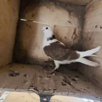 کبوتر پرشی و شهرسنانی