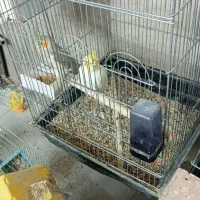 عروس هلندی