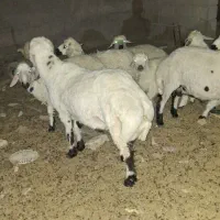 قوچ|حیوانات مزرعه|رفسنجان, |دیوار