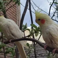 2عدد جوجه عروس هلندی لوتینو سخن گو وقابل یاد گیری