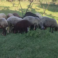 تعدادی گوسفند و بز