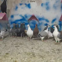 کبوتران عجم