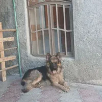 سگ ژرمن