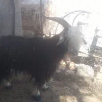 بیگ نر کوچک وبزرگ