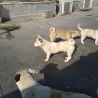 سگ فیندوخالص نرماده وماده باتوله هاش