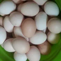 تخم مرغ بومی