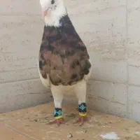جفت جوجه آلمانی