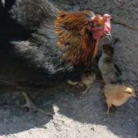 جوجه و مرغ
