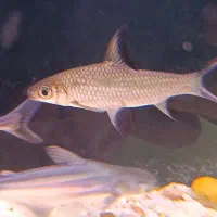 ماهی سیلور شارک