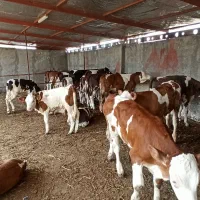 فروش ویژه گوساله سیمینتال جنس درجه یک