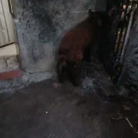 بره نر