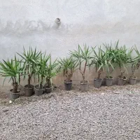 درخت|گل و گیاه طبیعی|قائم‌شهر, |دیوار