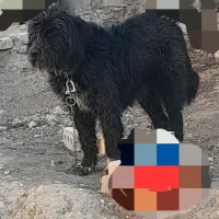 سگ ه|سگ|درودزن, |دیوار