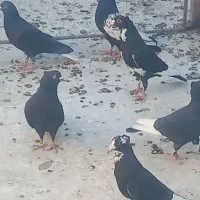 ده تا نر دونه ۸۰۰