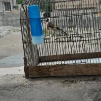سره نر مست