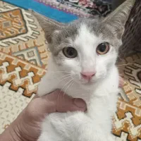 واگذاری فوری دوتا گربه ماده ، رایگان