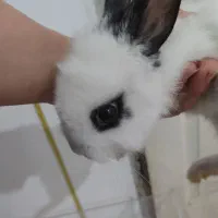 خرگوش