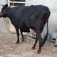 گاو با گوساله