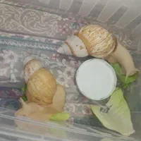 حلزون آچاتینا