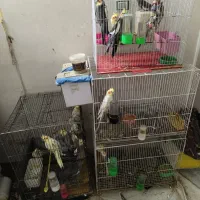 عروس هلندی
