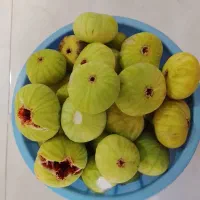 انجیر تازه سردرود