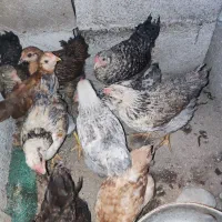 جوجه خروس محلی