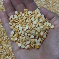 لپه درجه یک دانه درشت زود پز
