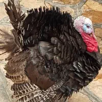 6عدد بوقلمون نر برنز آمریکایی