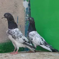 کبوتر طوقی و پاکستانی