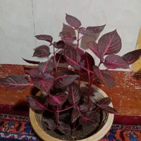 گل های فروشی