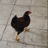 جوجه ۳ ماهه