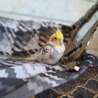 عروس هلندی نر سخنگو