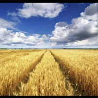 فروش-زمین-کشاورزی-12هکتار-بیات