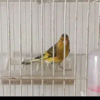 سهره قناری خاکی
