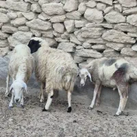 بره برای قربانی