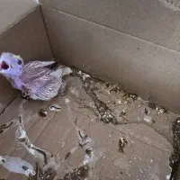 فروش ۳ عدد جوجه عروس سرلاکی  خاکستری و لوتینو میبد