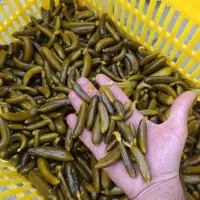 ترشی و خیارشور همدان