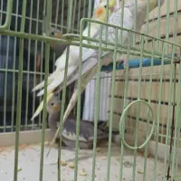 فروش چهار عدد عروس هلندی
