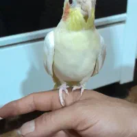 مرغ عروس نر چشم شرابی