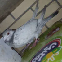 کفتر