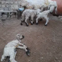 گوسفند جمل زا