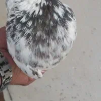 پرنده