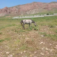 فروشی|اسب و تجهیزات اسب‌سواری|مرند, |دیوار