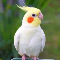 عروس هلندی نر یک ساله